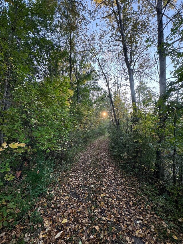 view of local wilderness