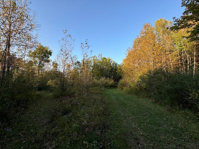 view of local wilderness