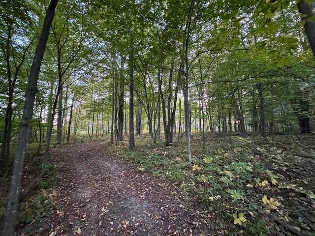 view of local wilderness