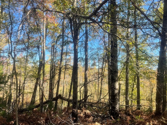 view of local wilderness