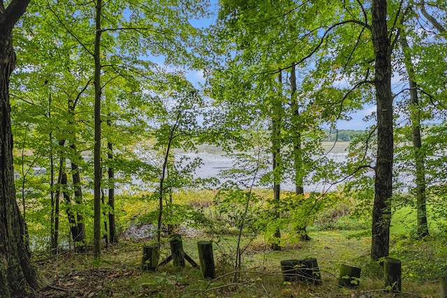 view of local wilderness