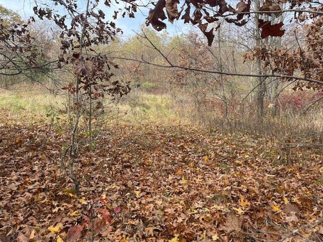 view of local wilderness