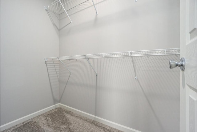 spacious closet featuring carpet flooring