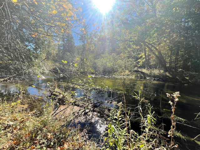 view of local wilderness