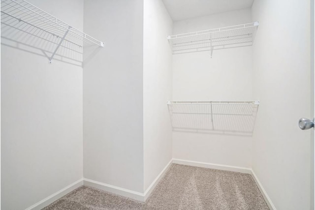 spacious closet featuring carpet floors