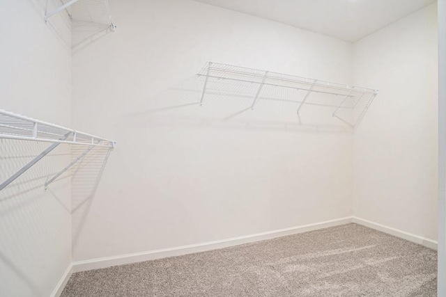 spacious closet featuring carpet