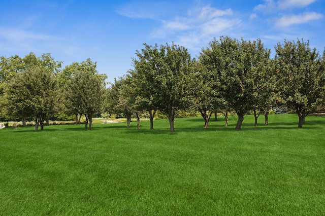 view of community featuring a lawn