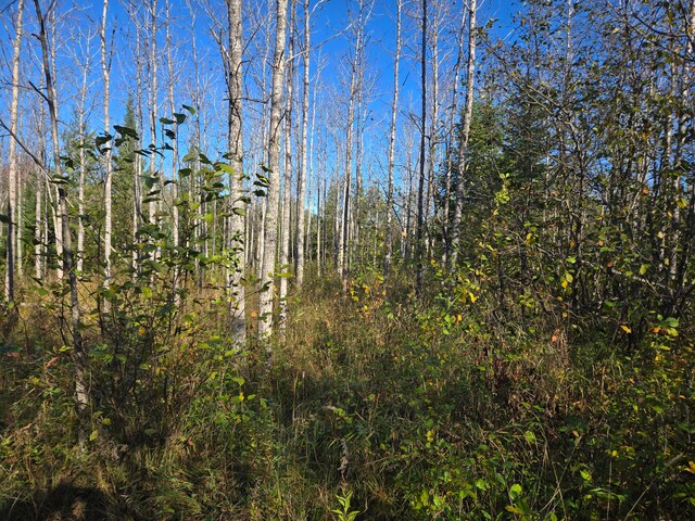 view of local wilderness