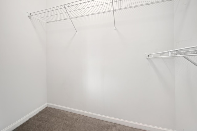 spacious closet featuring carpet