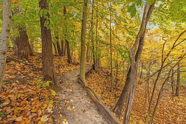 view of local wilderness