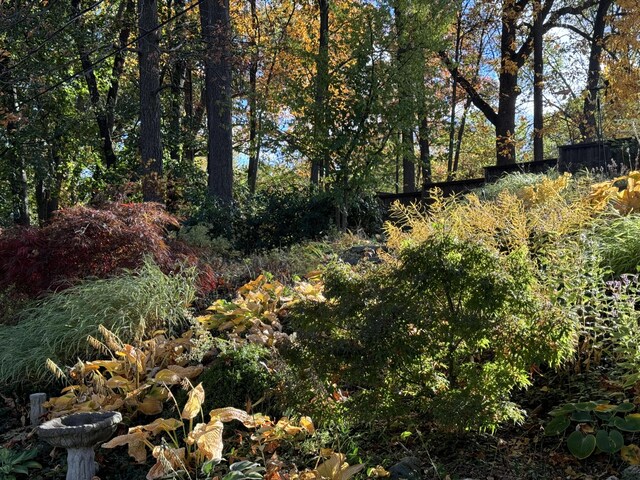 view of local wilderness