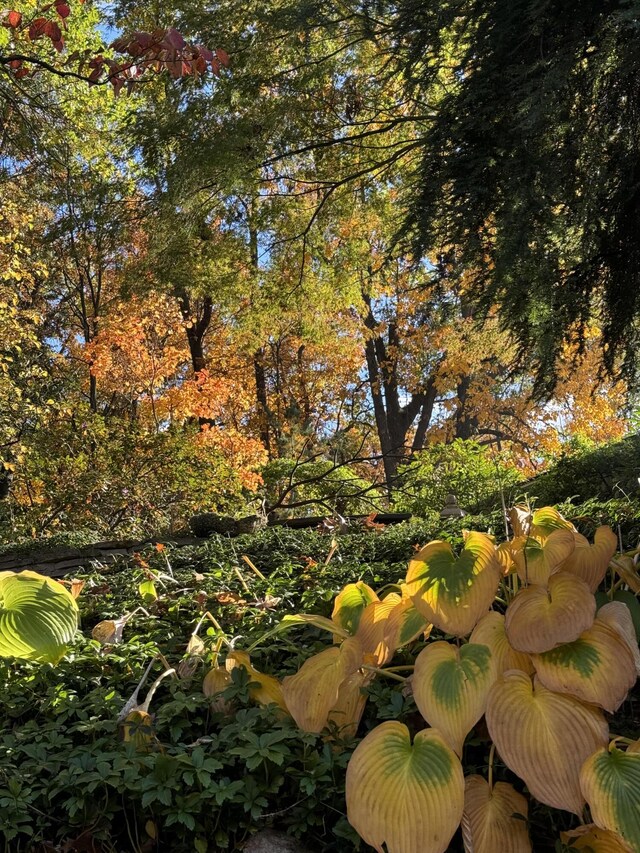 view of local wilderness