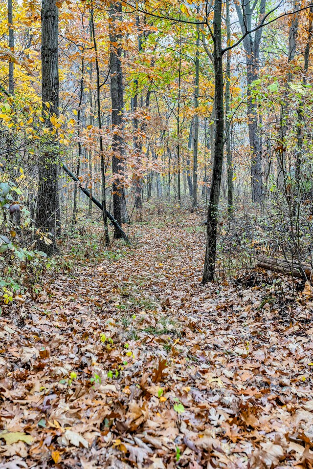 view of local wilderness