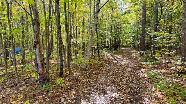 view of local wilderness