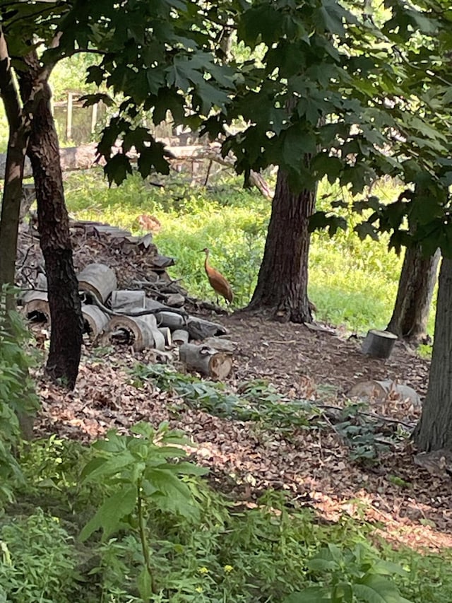 4102 Highgate Rd, Norton Shores, MI 49441 - view of nature