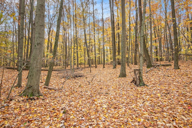 view of local wilderness