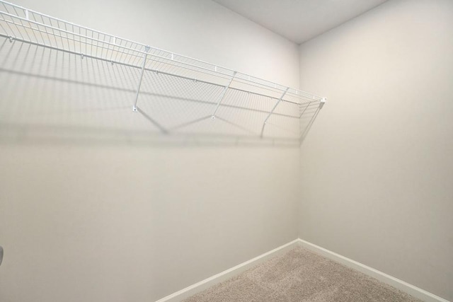 spacious closet featuring carpet