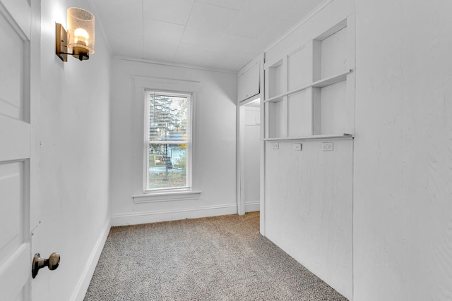 spacious closet featuring carpet flooring