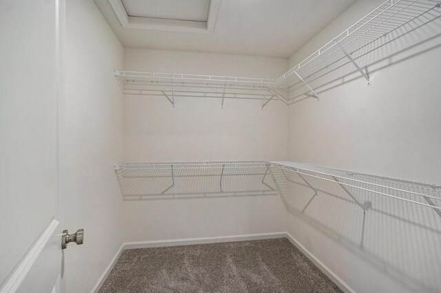 spacious closet featuring carpet