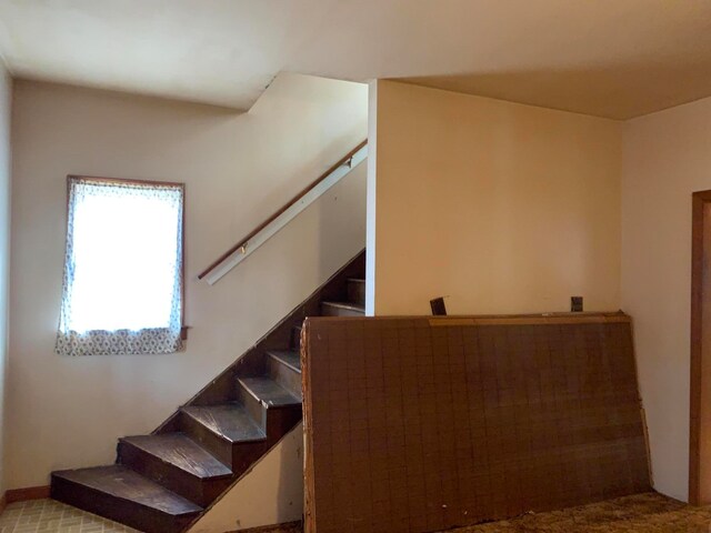 staircase featuring carpet floors