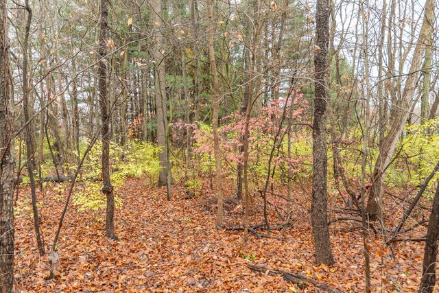 view of local wilderness