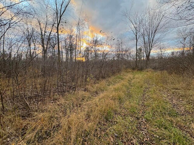 view of local wilderness