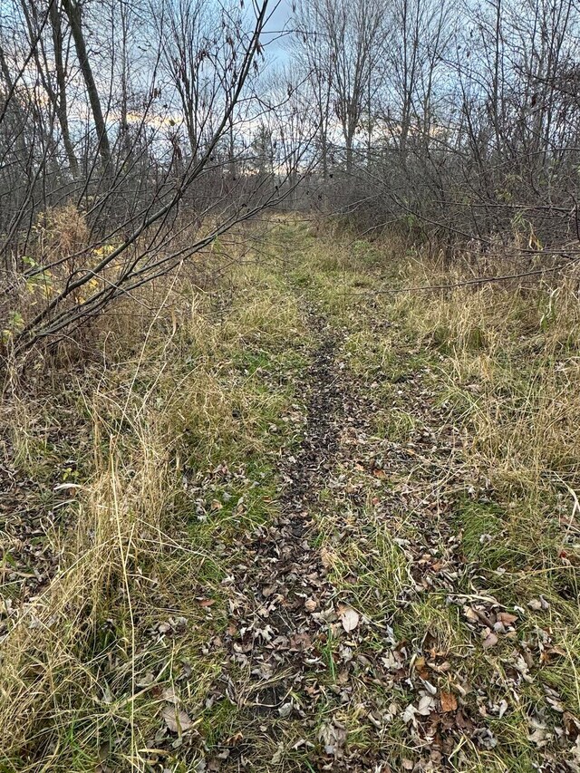 view of local wilderness