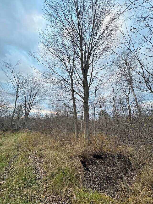 view of local wilderness