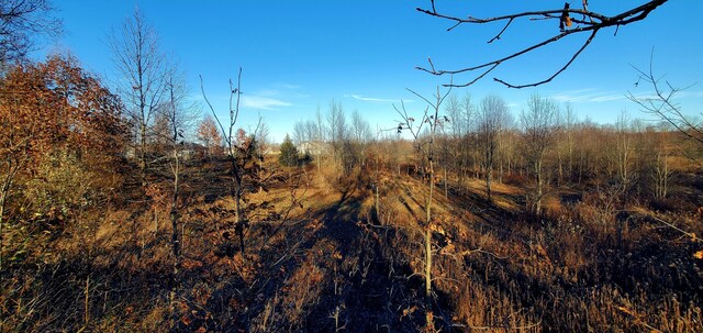 view of local wilderness