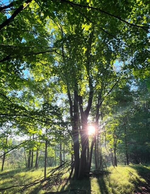 view of nature