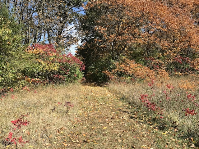 view of local wilderness