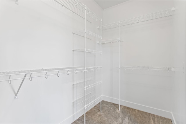 spacious closet with carpet floors