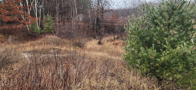 view of local wilderness