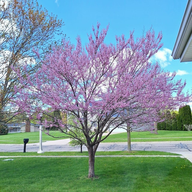 view of community with a lawn