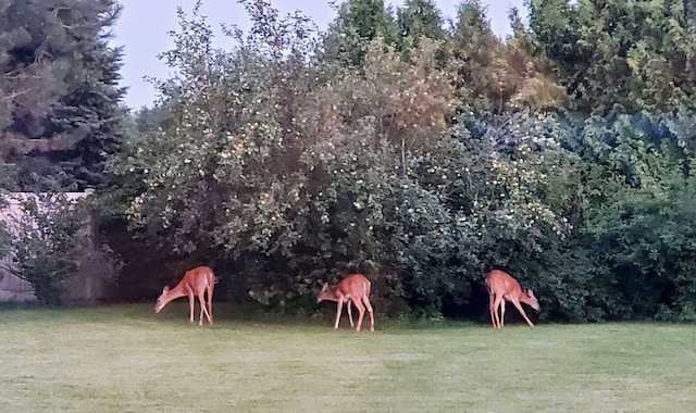 view of property's community featuring a lawn