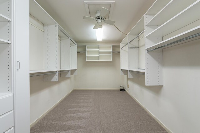 spacious closet with carpet flooring and a ceiling fan
