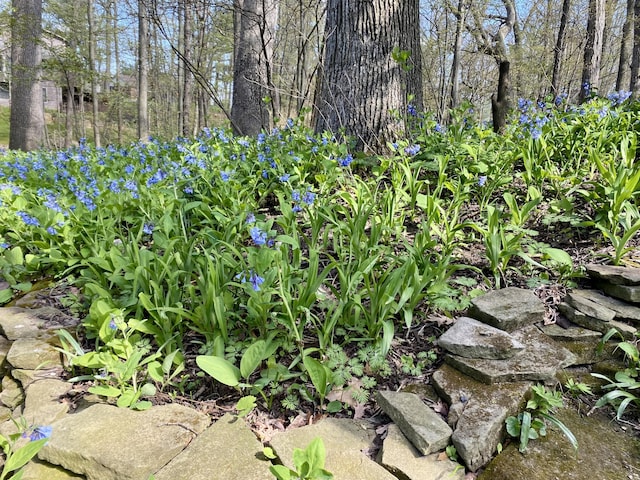 view of local wilderness