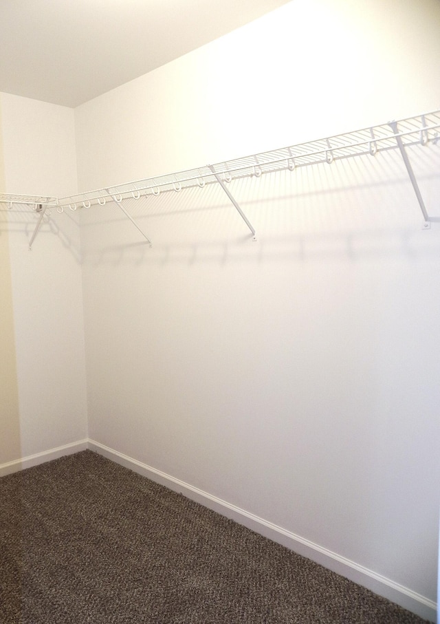 walk in closet with carpet