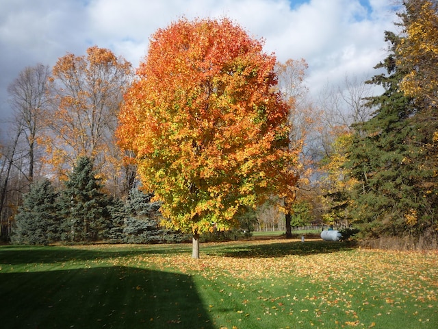 view of home's community with a yard