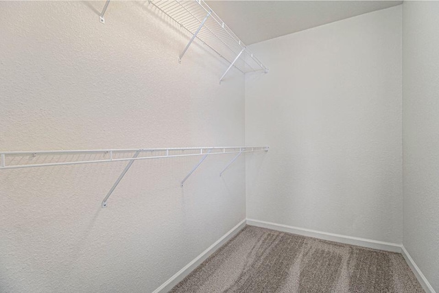 walk in closet featuring carpet floors