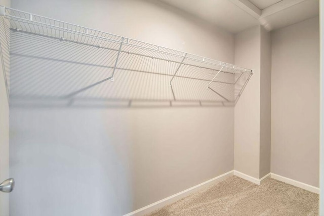 walk in closet with carpet