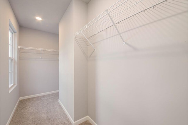 spacious closet featuring carpet flooring