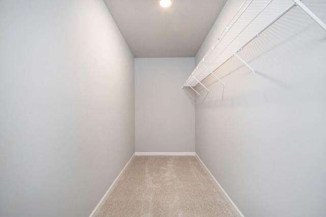 walk in closet featuring carpet flooring