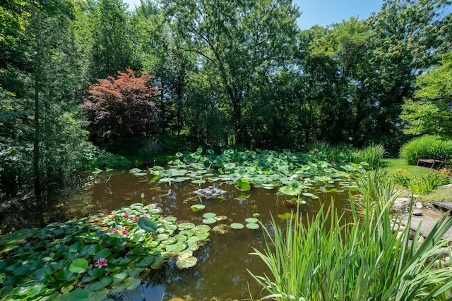 view of local wilderness