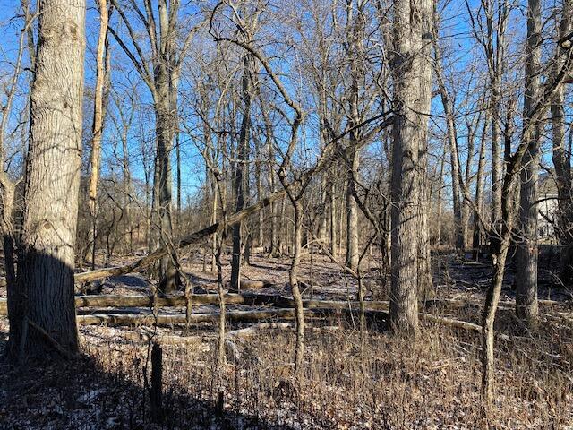 view of local wilderness