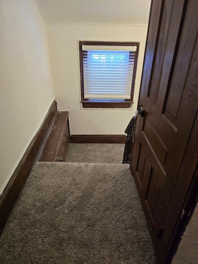 stairs with carpet and ornamental molding