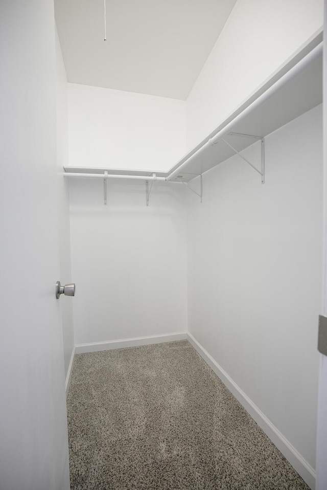 spacious closet featuring carpet floors