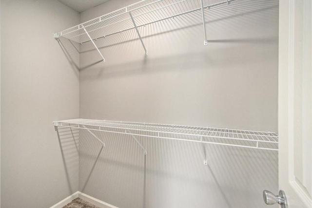 spacious closet featuring carpet floors