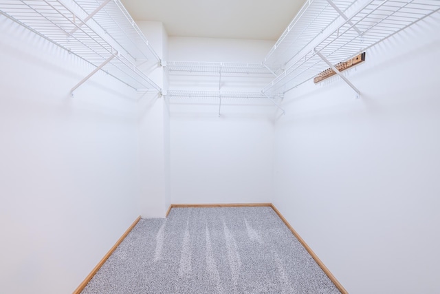 walk in closet featuring carpet floors