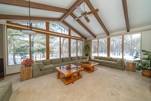 carpeted living room featuring beam ceiling, plenty of natural light, high vaulted ceiling, and ceiling fan